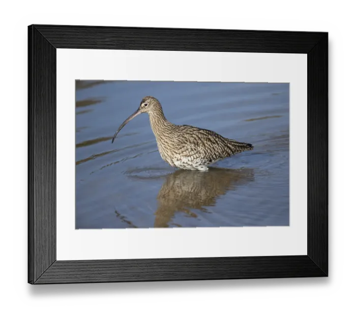 Framed Print : Eurasian curlew (Numenius arquata) adult wading bird in a coastal lagoon