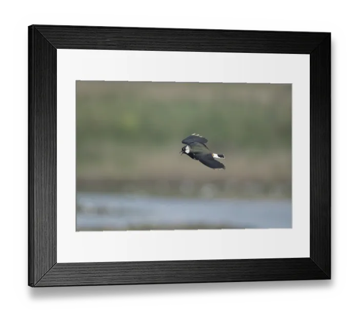 Framed Print : Northern lapwing (Vanellus vanellus) adult wading bird calling in flight in spring