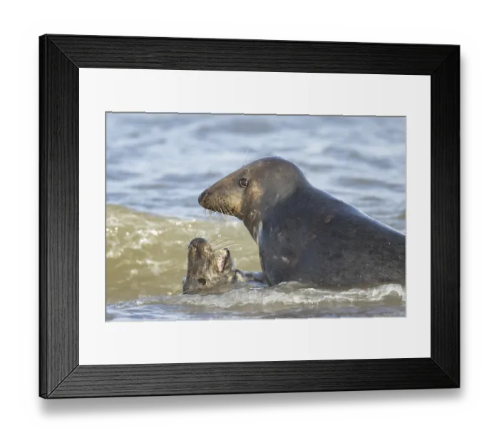 Framed Print : Atlantic grey seal (Halichoerus grypus) two adult marine animals in love courting on a beach on a coastline