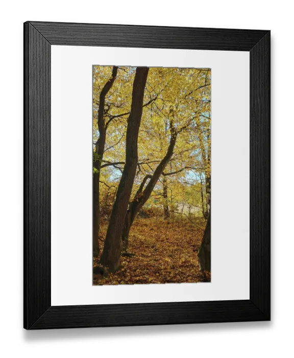 Framed Print : Yellow autumn leaves in the forest with light shining through the trees