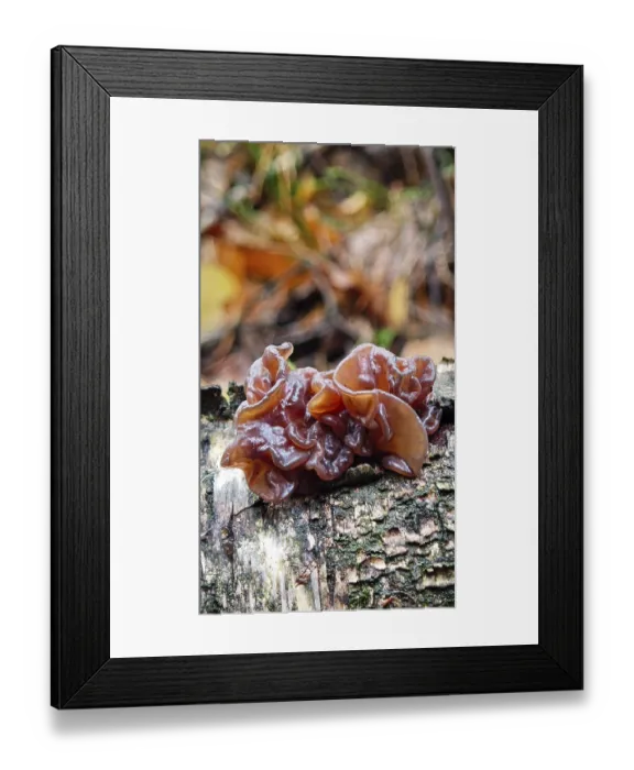 Framed Print : A brown mushroom, Leafy Brain (phaeotremella foliacea) Framed Print : A brown mushroom, Leafy Brain (phaeotremella foliacea)