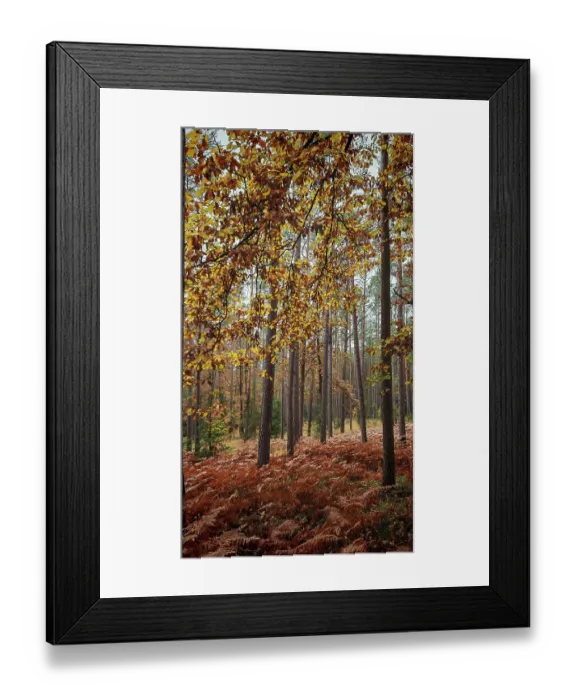 Framed Print : Autumn leaves hang from trees in a quiet forest with high tree growth
