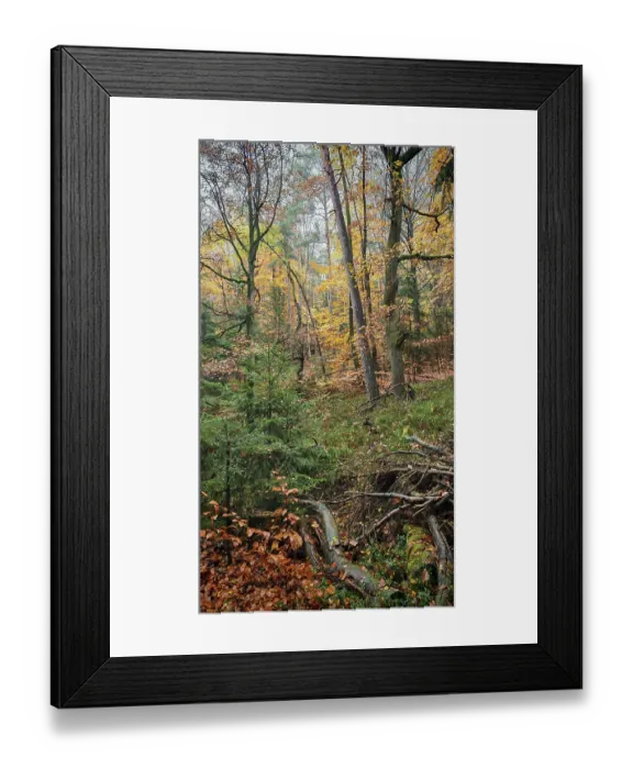 Framed Print : Autumn forest with lush foliage and trees in soft light