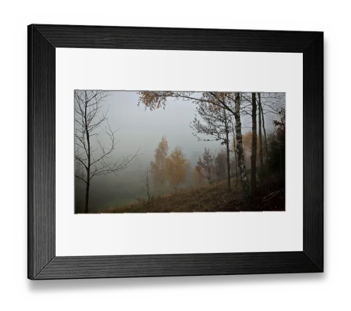 Framed Print : Fog veils a landscape with birch trees (Betula) and autumn trees Framed Print : Fog veils a landscape with birch trees (Betula) and autumn trees