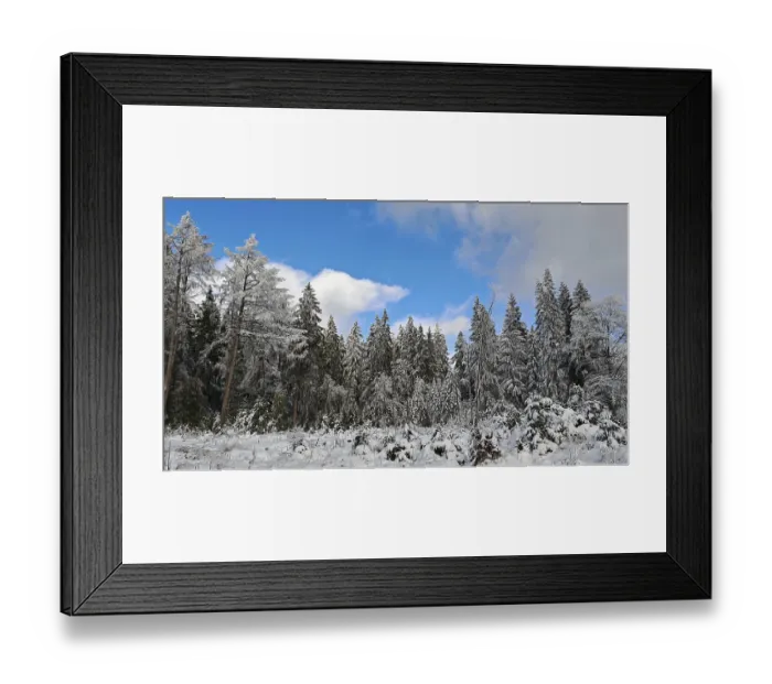 Framed Print : Winter spruce forest scene (picea) under a blue sky
