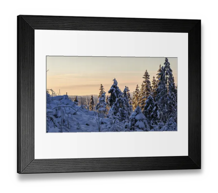 Framed Print : Snow-covered spruce trees (picea) at a pastel-coloured sunset