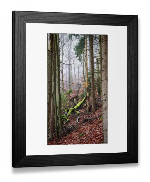 Framed Print : Colourful forest with moss-covered trees and falling autumn leaves