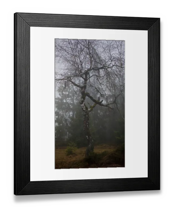 Framed Print : Bare tree, birch (Betula) in a foggy winter landscape