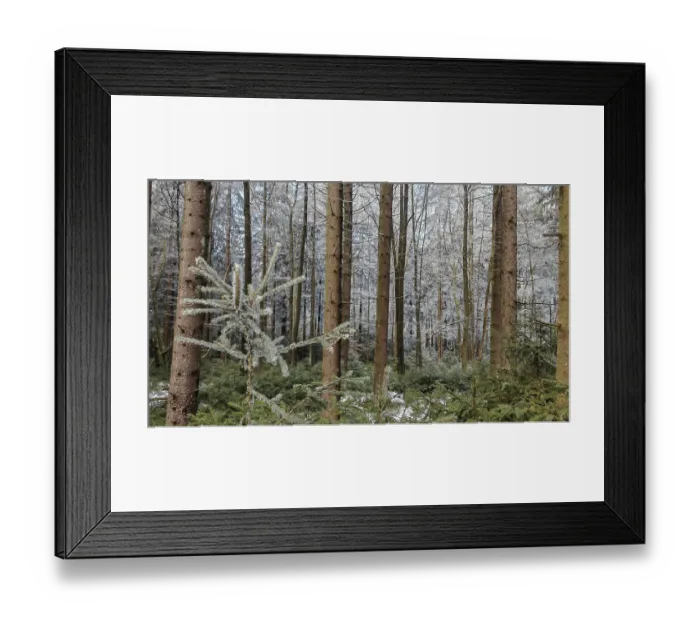Framed Print : A dense forest with tall pines (abiete) and a snow-covered landscape