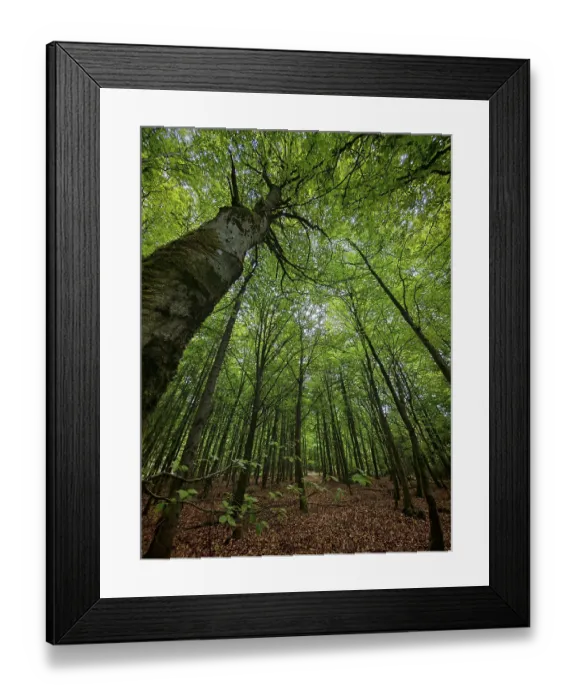 Framed Print : Tall trees with a thick canopy of leaves in a forest