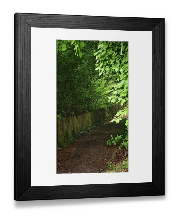 Framed Print : A quiet forest trail lined with thick bushes and trees