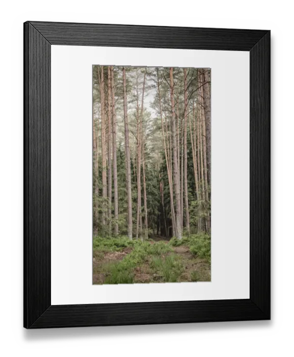Framed Print : A quiet forest path lined with tall Framed Print : A quiet forest path lined with tall
