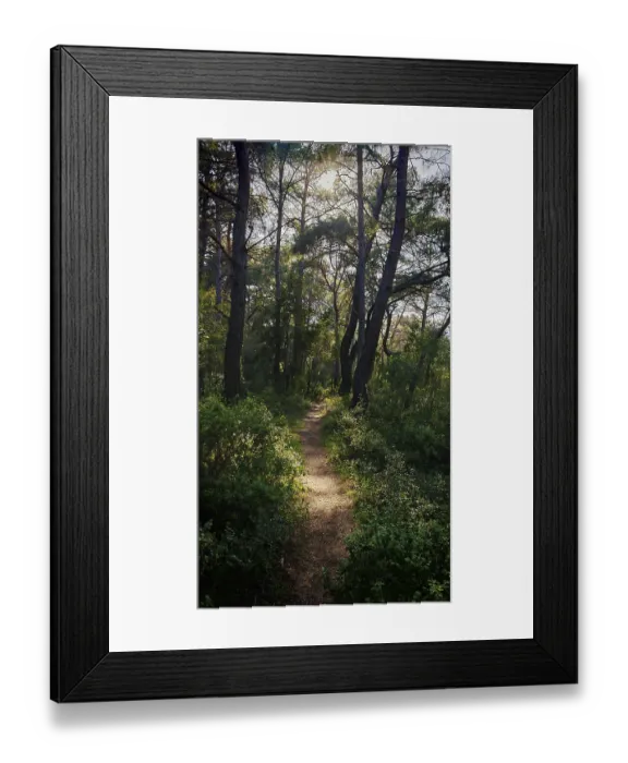 Framed Print : A sunlit trail leads through a green Framed Print : A sunlit trail leads through a green