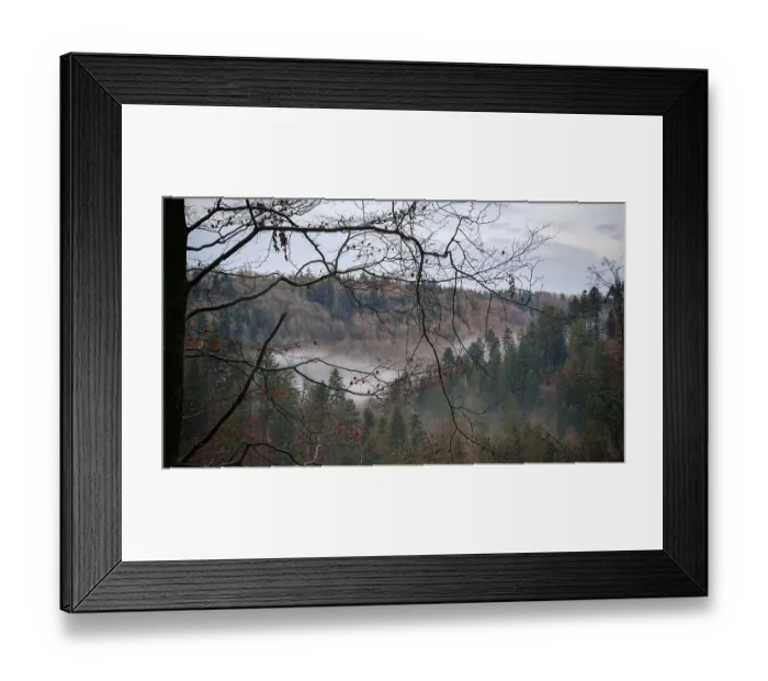 Framed Print : Bare branches of a forest in autumn with fog hanging between the trees