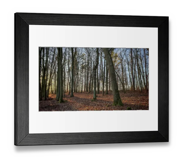 Framed Print : Autumn forest scene with soft morning light and leaves on the ground