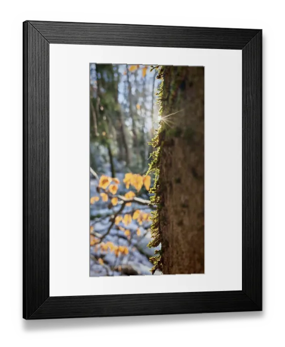 Framed Print : Close-up of a moss-covered tree trunk illuminated by sunbeams