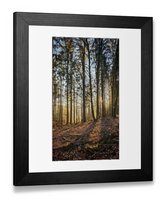 Framed Print : Soft sunlight falls through tall trees in autumn forest and creates long shadows Framed Print : Soft sunlight falls through tall trees in autumn forest and creates long shadows
