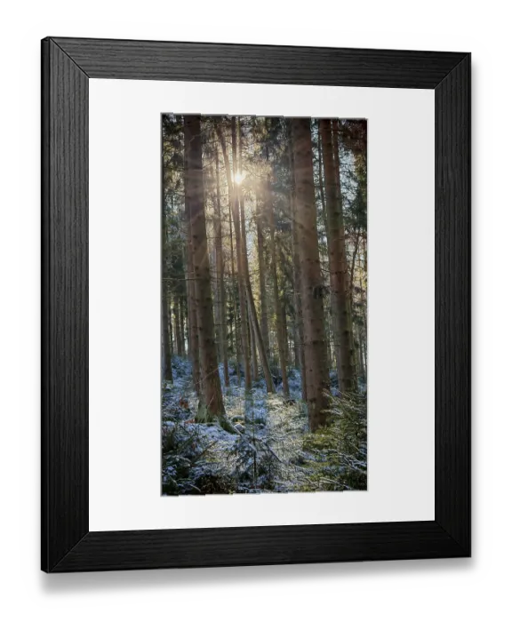 Framed Print : Sunlight streams through tall trees in a quiet forest with spruce trees (picea) Framed Print : Sunlight streams through tall trees in a quiet forest with spruce trees (picea)