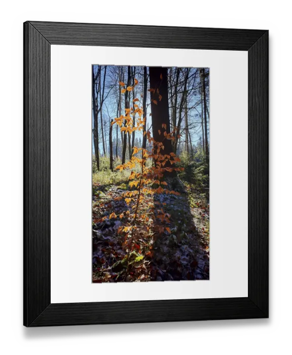 Framed Print : Single tree with orange leaves in sunlight in the forest Framed Print : Single tree with orange leaves in sunlight in the forest