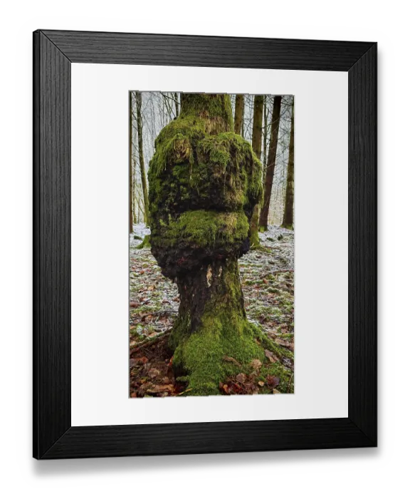 Framed Print : Tree trunk with lush moss and mushroom-like shape with face