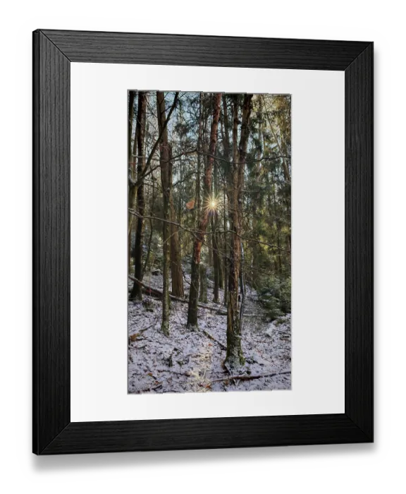 Framed Print : Sunlight breaks through snow-covered trees in a dense forest Framed Print : Sunlight breaks through snow-covered trees in a dense forest