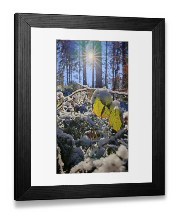 Framed Print : Snowy leaves in the foreground with sunlight in the background