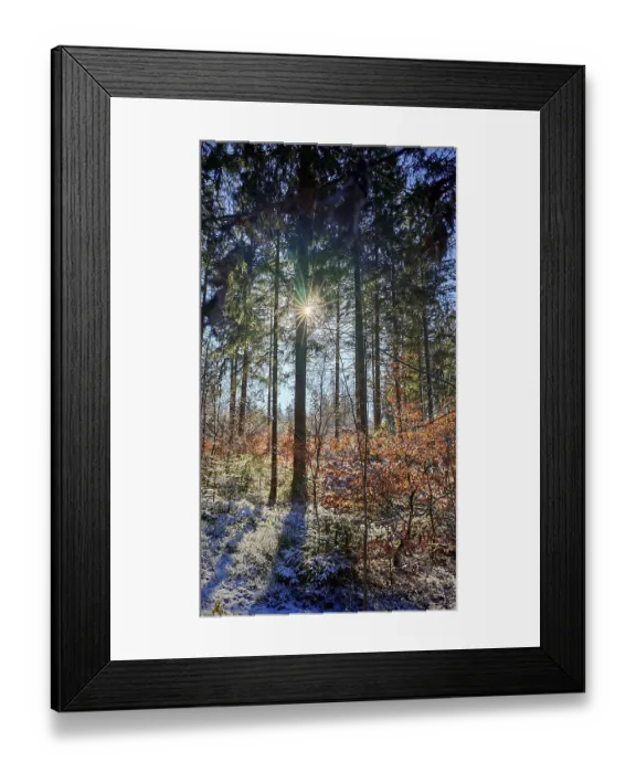 Framed Print : Quiet snowy forest with sunbeams through trees (picea) Framed Print : Quiet snowy forest with sunbeams through trees (picea)