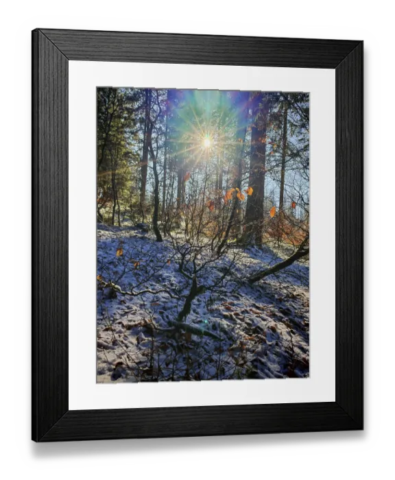 Framed Print : Sunbeams illuminate a snowy forest with orange leaves Framed Print : Sunbeams illuminate a snowy forest with orange leaves