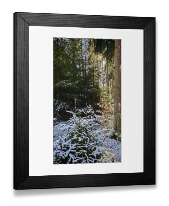 Framed Print : A forest with snow-covered trees and sunlight penetrating through the leaves Framed Print : A forest with snow-covered trees and sunlight penetrating through the leaves