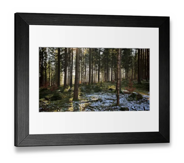 Framed Print : Forest with snow-covered ground and sun rays shining through the trees