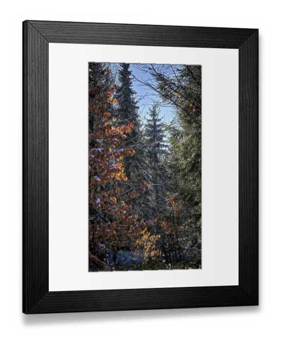 Framed Print : Autumn forest with sunlight illuminating orange and green leaves