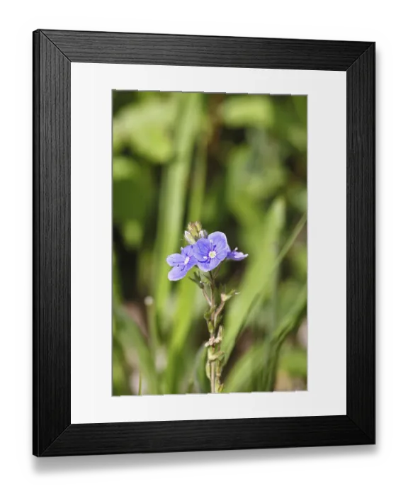 Framed Print : Gamander speedwell (Veronica chamaedrys) Framed Print : Gamander speedwell (Veronica chamaedrys)