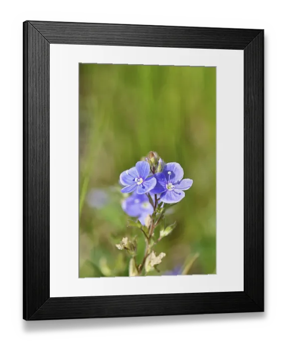 Framed Print : Gamander speedwell (Veronica chamaedrys)