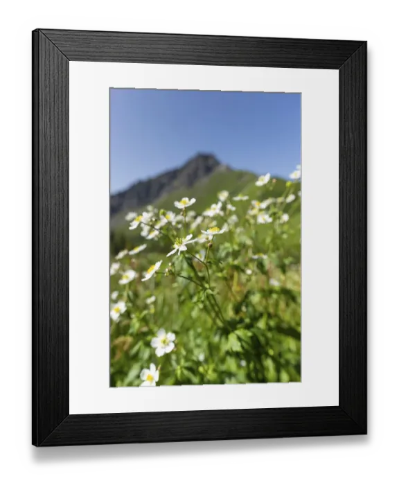 Framed Print : Mountain panorama with white alpine anemones (Pulsatilla alpina ssp) Framed Print : Mountain panorama with white alpine anemones (Pulsatilla alpina ssp)