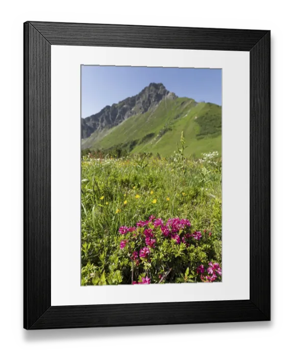 Framed Print : Alpine rose blossom, panorama from the Fellhorn