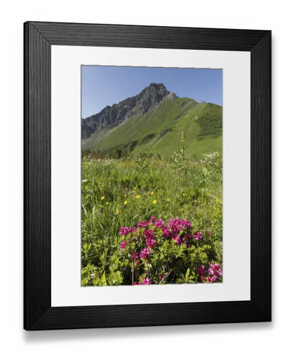 Framed Print : Alpine rose blossom, panorama from the Fellhorn Framed Print : Alpine rose blossom, panorama from the Fellhorn