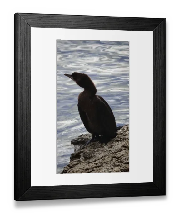 Framed Print : Cormorant (Phalacrocoracidae) sitting on rocks by the water Framed Print : Cormorant (Phalacrocoracidae) sitting on rocks by the water