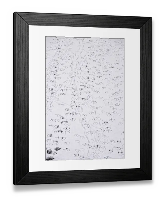 Framed Print : Traces of ducks in snow, winter, Germany