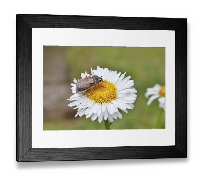 Framed Print : Cockchafer, field cockchafer (Melolontha melolontha)