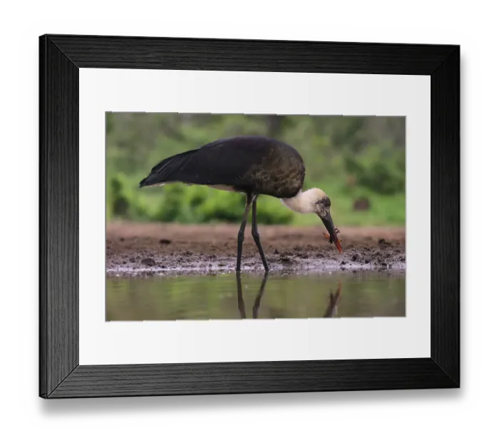 Framed Print : African woolly-necked stork (Ciconia microscelis)