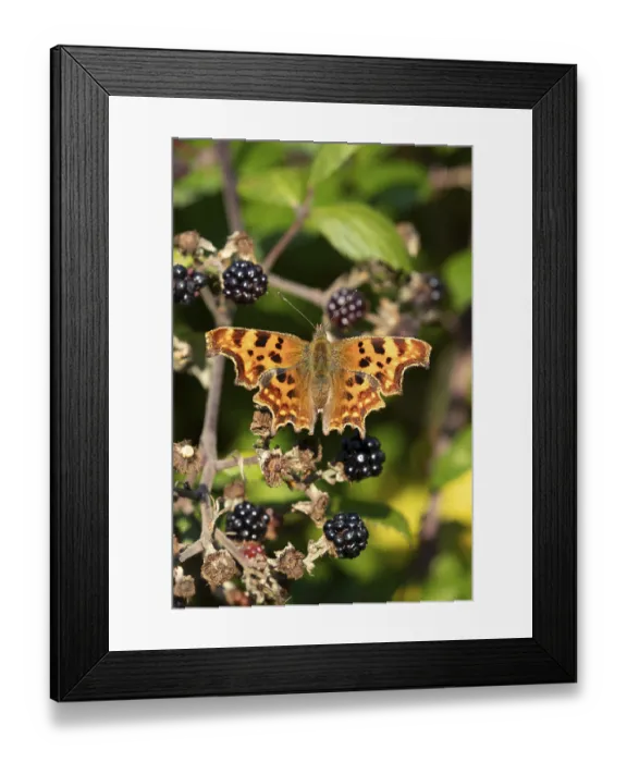 Framed Print : Comma butterfly (Polygonia c-album) adult insect on a blackberry fruit in autumn
