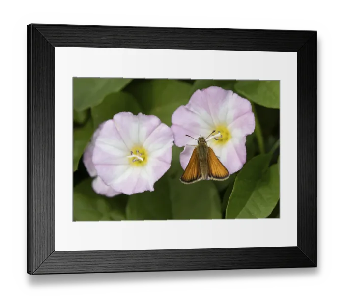 Framed Print : Large skipper butterfly (Ochlodes sylvanus) adult insect feeding on a Field bindweed flower in summer Framed Print : Large skipper butterfly (Ochlodes sylvanus) adult insect feeding on a Field bindweed flower in summer