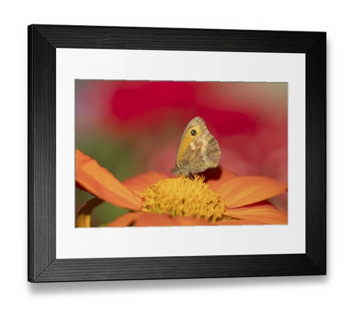 Framed Print : Meadow brown butterfly (Maniola jurtina) adult insect feeding on garden Mexican sunflower (Tithonia spp) Framed Print : Meadow brown butterfly (Maniola jurtina) adult insect feeding on garden Mexican sunflower (Tithonia spp)