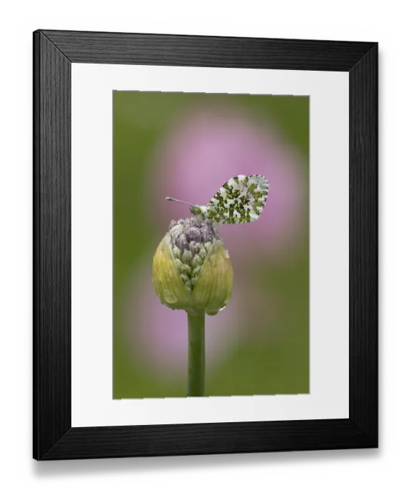 Framed Print : Orange tip butterfly (Anthocharis cardamines) adult insect resting on a garden Allium flower bud in spring Framed Print : Orange tip butterfly (Anthocharis cardamines) adult insect resting on a garden Allium flower bud in spring