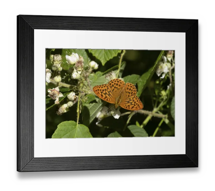 Framed Print : Silver-washed fritillary butterfly (Argynnis paphia) adult insect feeding on bramble flowers in summer