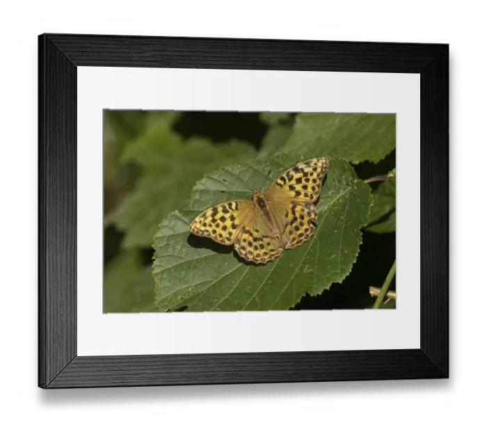 Framed Print : Silver-washed fritillary butterfly (Argynnis paphia) adult insect resting on a hazel tree leaf in a woodland in summer