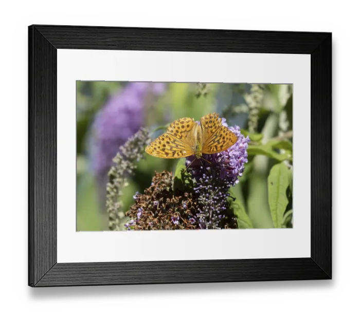 Framed Print : Silver washed fritillary butterfly (Argynnis paphia) adult insect feeding on purple garden Buddleja flowers in summer