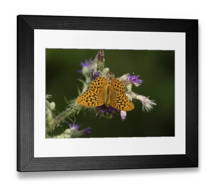 Framed Print : Silver washed fritillary butterfly (Argynnis paphia) adult insect feeding on purple Thistle flower in summer