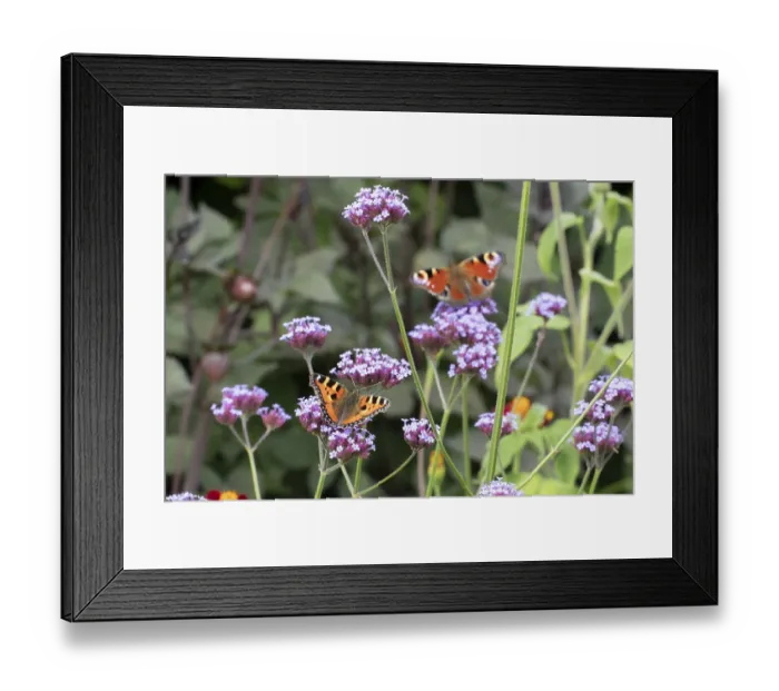 Framed Print : Small tortoiseshell butterfly (Aglais urticae) adult insect feeding on garden Verbena bonariensis flowers in summer Framed Print : Small tortoiseshell butterfly (Aglais urticae) adult insect feeding on garden Verbena bonariensis flowers in summer