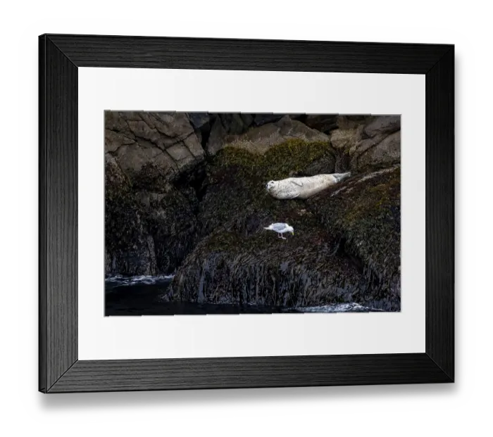 Framed Print : Harbour seal (Phoca vitulina) lying on rocks on the coast